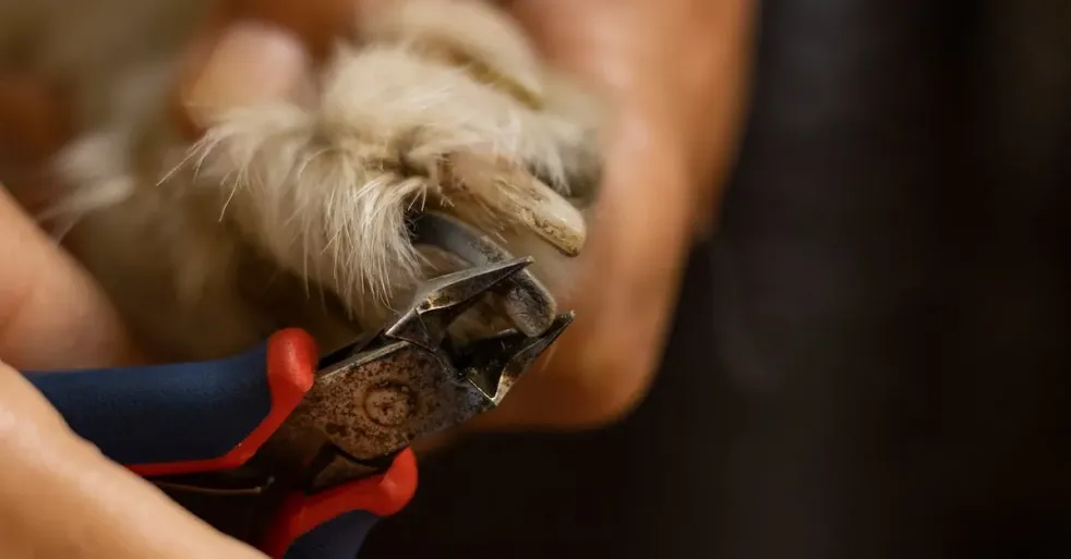 Achieving a Non-Slip Grip for Effective Dog Nail Trimming
