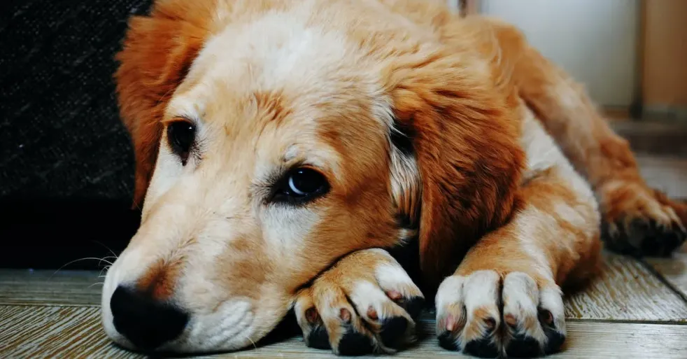 DIY Dog Grooming with PetAg Fresh 'n Clean Oatmeal 'n Baking Soda Dog Conditioner