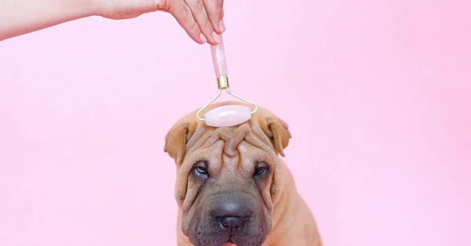 How to Get Rid of Unpleasant Odors on Your Dog Using Espree Puppy Shampoo