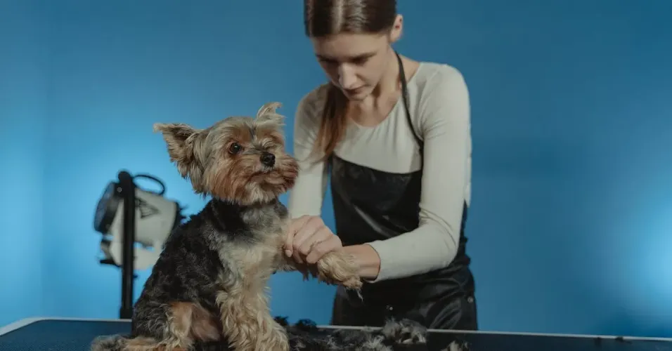 How to Safely Trim Dogs' Nails with Kwik Stop Gel