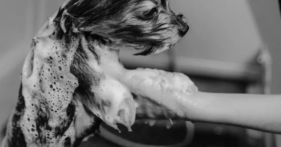How to Safely Apply Earthbath Oatmeal & Aloe Pet Shampoo to Your Pet's Coat