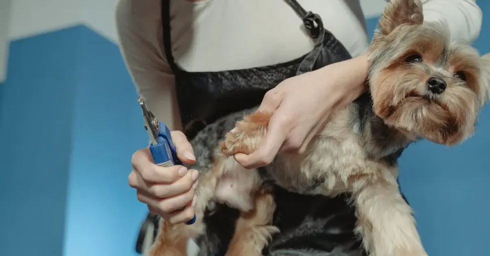 How to Properly Maintain and Clean Resco Deluxe Dog Nail Clippers