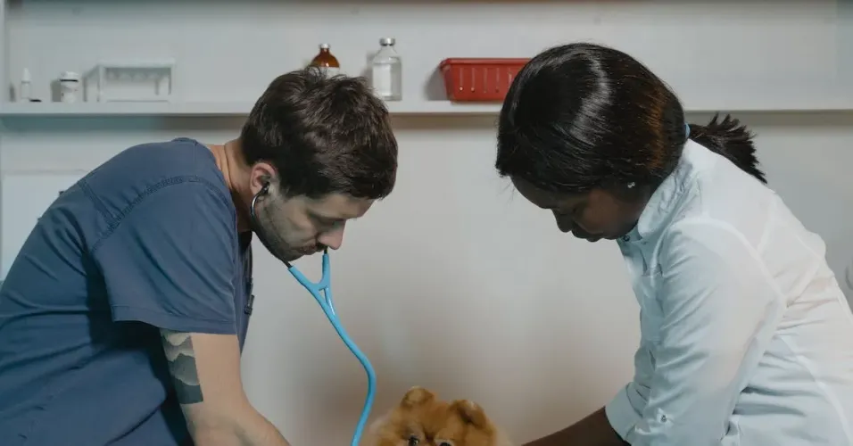 Stress-Free Grooming Experience: How to Use the TRIM A PET Precision Pet Grooming Appliance for Calm and Comfortable Grooming Sessions