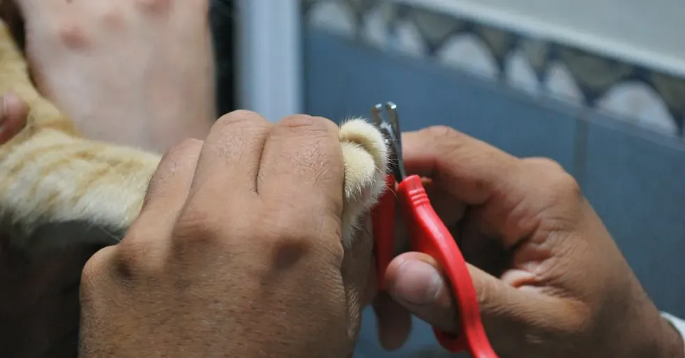How to Groom Your Pet at Home using WAHL Deluxe U-Clip Clippers