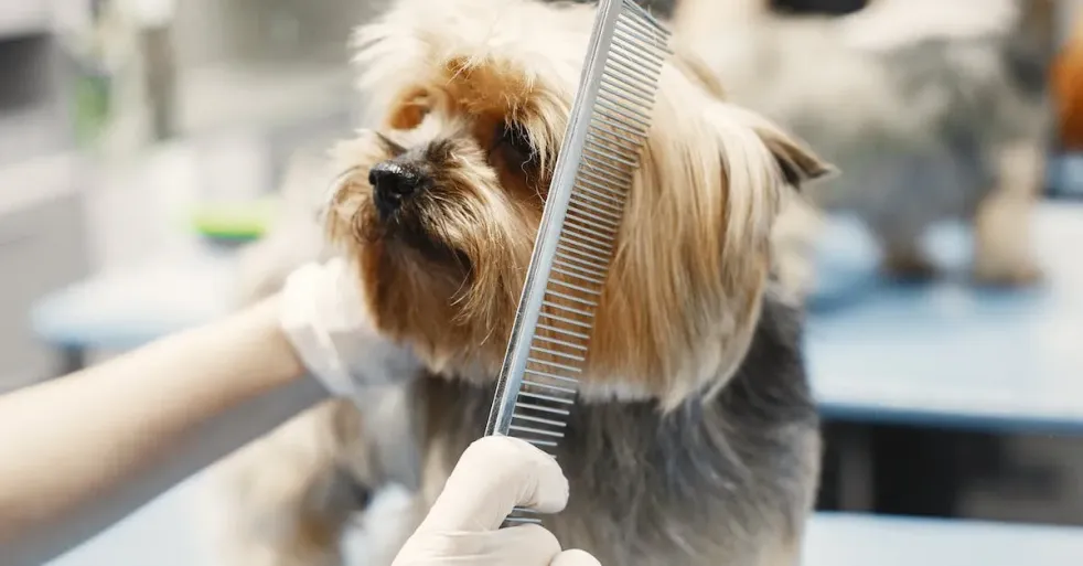 How to Groom Large Dogs with the Coastal Pet Safari Dog Grooming Comb