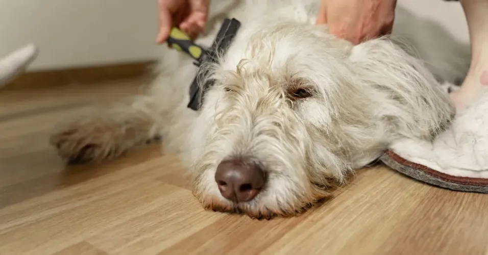 How to Use the KONG ZoomGroom Dog Brush for Grooming?