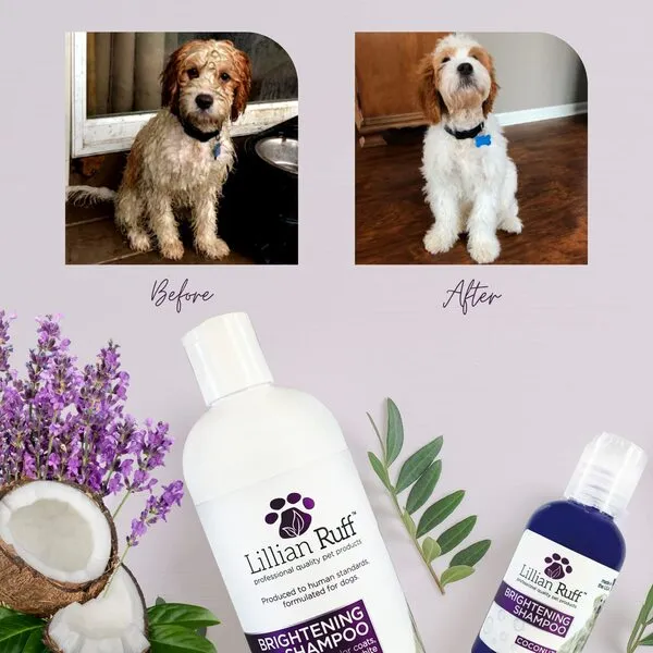 Lillian Ruff Brightening Shampoo & Oatmeal Conditioner Set For Dogs – Safe for Cats - Tear Free Coconut Scent With Aloe For Normal, Dry & Sensitive Skin