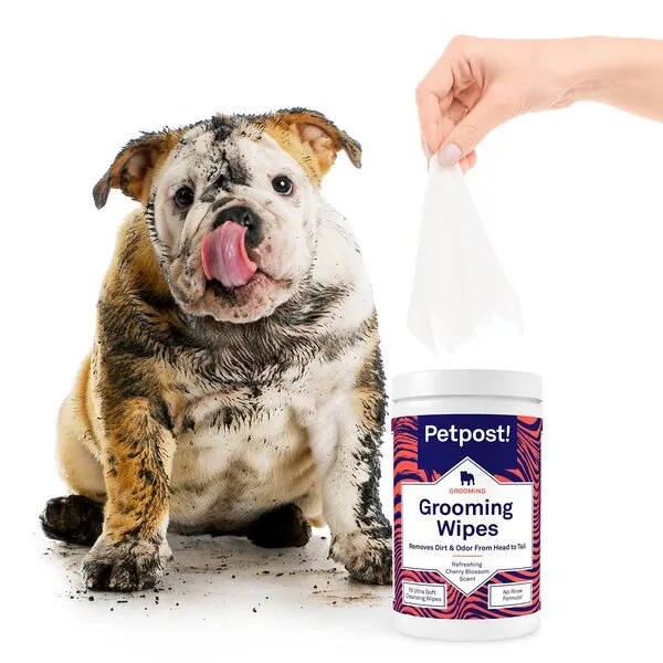 Petpost | Grooming Wipes for Dogs - Large, Deodorizing Wipes with Cherry Blossom Scent - 70 Ultra Soft Cotton Pads in Cleansing Solution (Cherry Blossom)