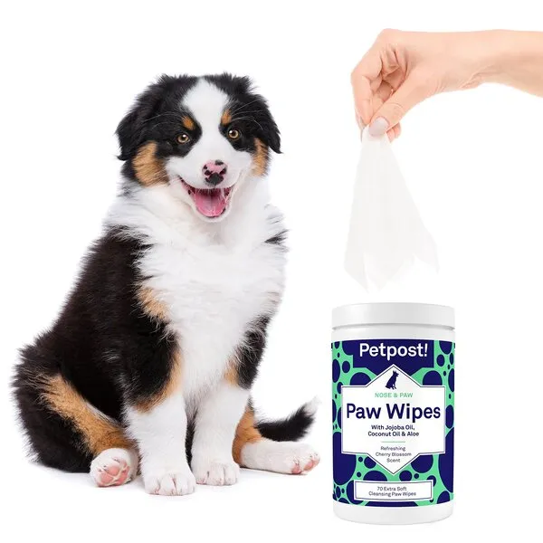 Petpost | Paw Wipes for Dogs - Nourishing, Revitalizing Dog Paw Cleaner with Coconut Oil, Jojoba Oil, and Aloe - 70 Ultra Soft Cotton Pads (Cherry Blossom) 