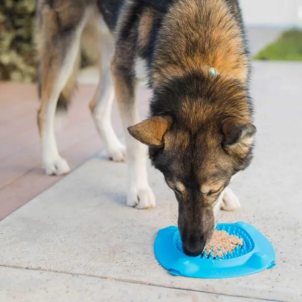 Aquapaw Equine Bathing Tool and Slow Treater XL Combo - Lick Mat Suctions to The Wall or Floor for Anxiety-Free Pet Grooming - The Sprayer and Scrubber Works with Your Outdoor Garden Hose